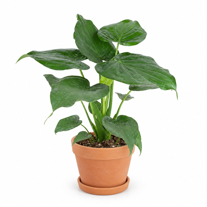 Alocasia Cucullata Detail