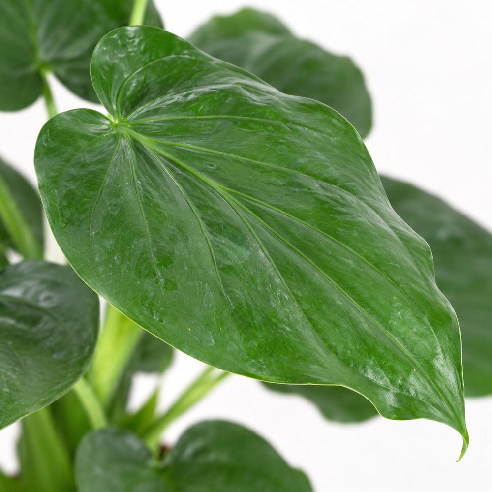 Alocasia Cucullata, Nahaufnahme Blatt