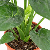 Alocasia Cucullata, Nahaufnahme Wuchs und Triebansatz