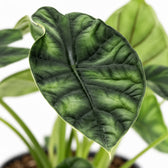 Alocasia Dragon Scale, Nahaufnahme Blatt