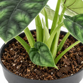 Alocasia Dragon Scale, Nahaufnahme Wuchs und Triebansatz