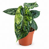 Alocasia Dragon Scale Variegata - 25cm im Kulturtopf