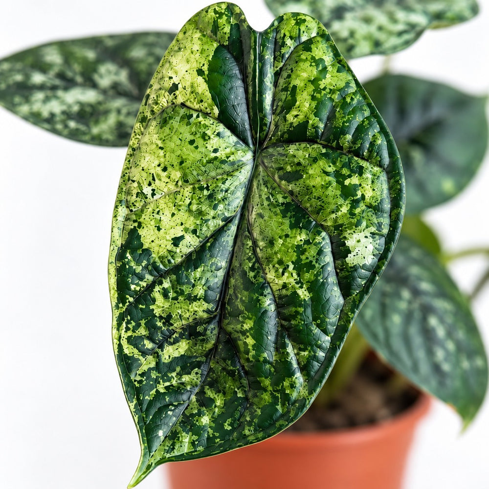 Alocasia Dragon Scale Variegata, Nahaufnahme Blatt