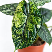 Alocasia Dragon Scale Variegata, Nahaufnahme Blatt