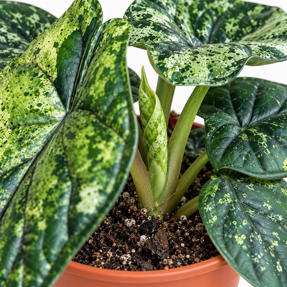 Alocasia Dragon Scale Variegata, Nahaufnahme Wuchs und Triebansatz