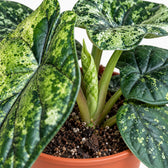 Alocasia Dragon Scale Variegata, Nahaufnahme Wuchs und Triebansatz