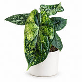 Alocasia Dragon Scale Variegata - 25cm, Stylingbeispiel im Übertopf (Übertopf nicht enthalten)