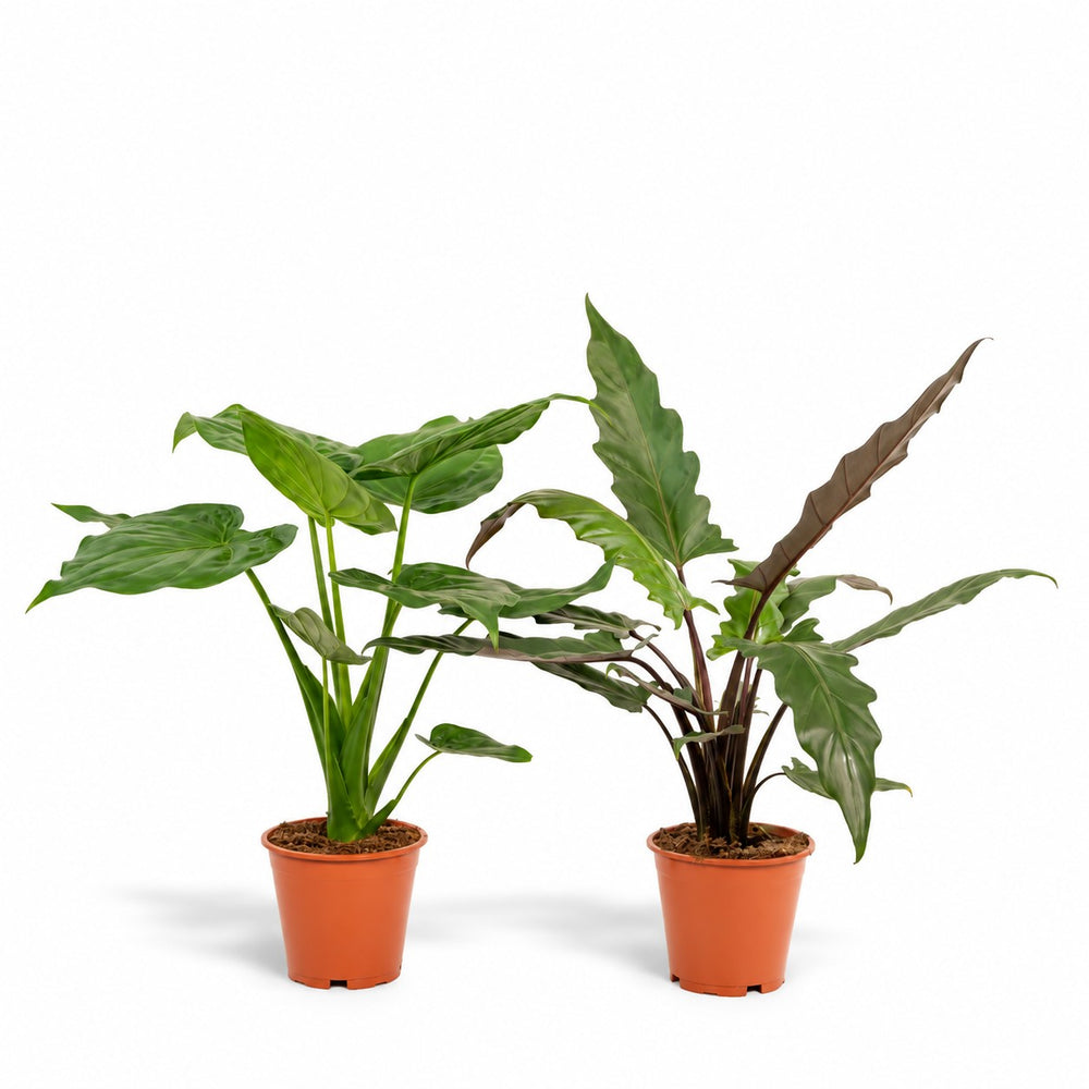 Alocasia-Duo Cucullata & Lauterbachiana - 60-75cm im Kulturtopf