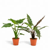 Alocasia-Duo Cucullata & Lauterbachiana - 60-75cm im Kulturtopf
