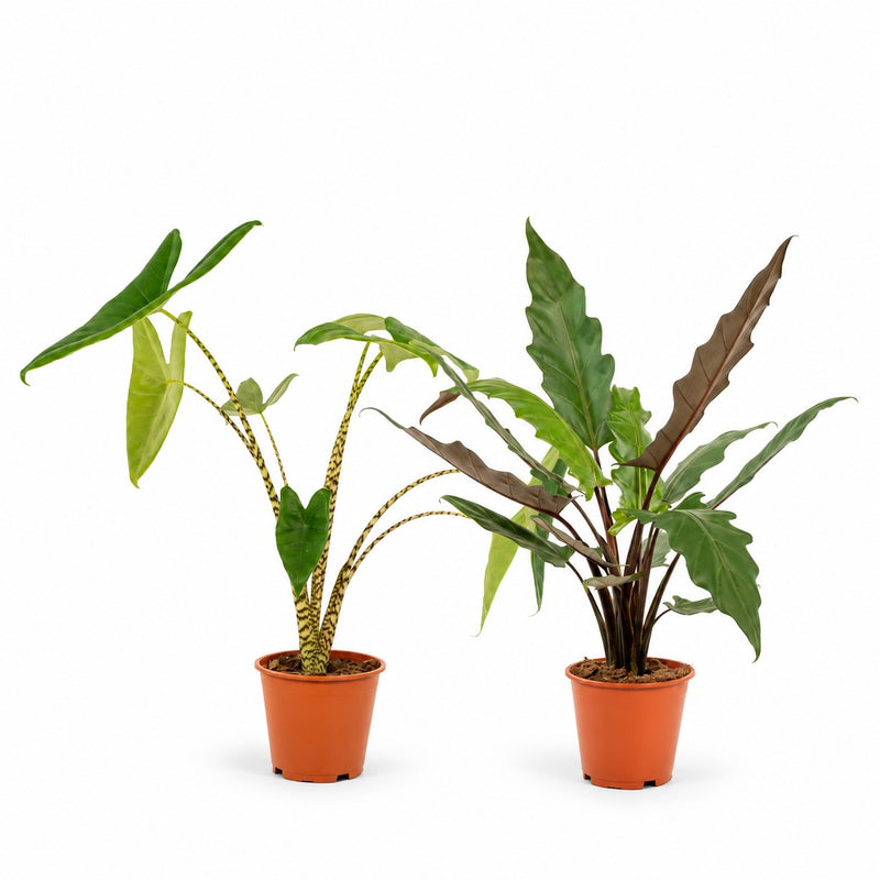 Alocasia-Duo Zebrina & Lauterbachiana - 75cm Detail