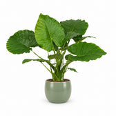 Alocasia Gageana California (80cm, Ø21cm), Stylingbeispiel im Übertopf (Übertopf nicht enthalten)