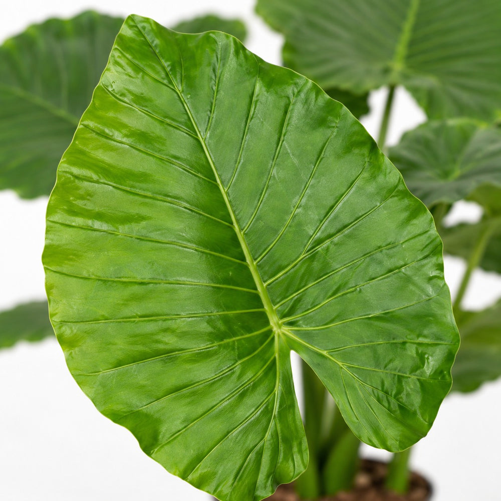 Alocasia Gageana California, Nahaufnahme Blatt