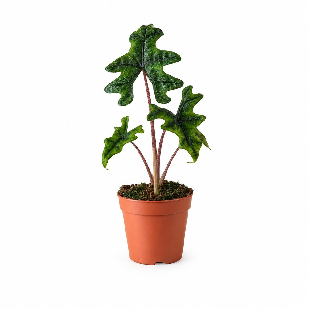 Alocasia Jacklyn - 30cm im Kulturtopf