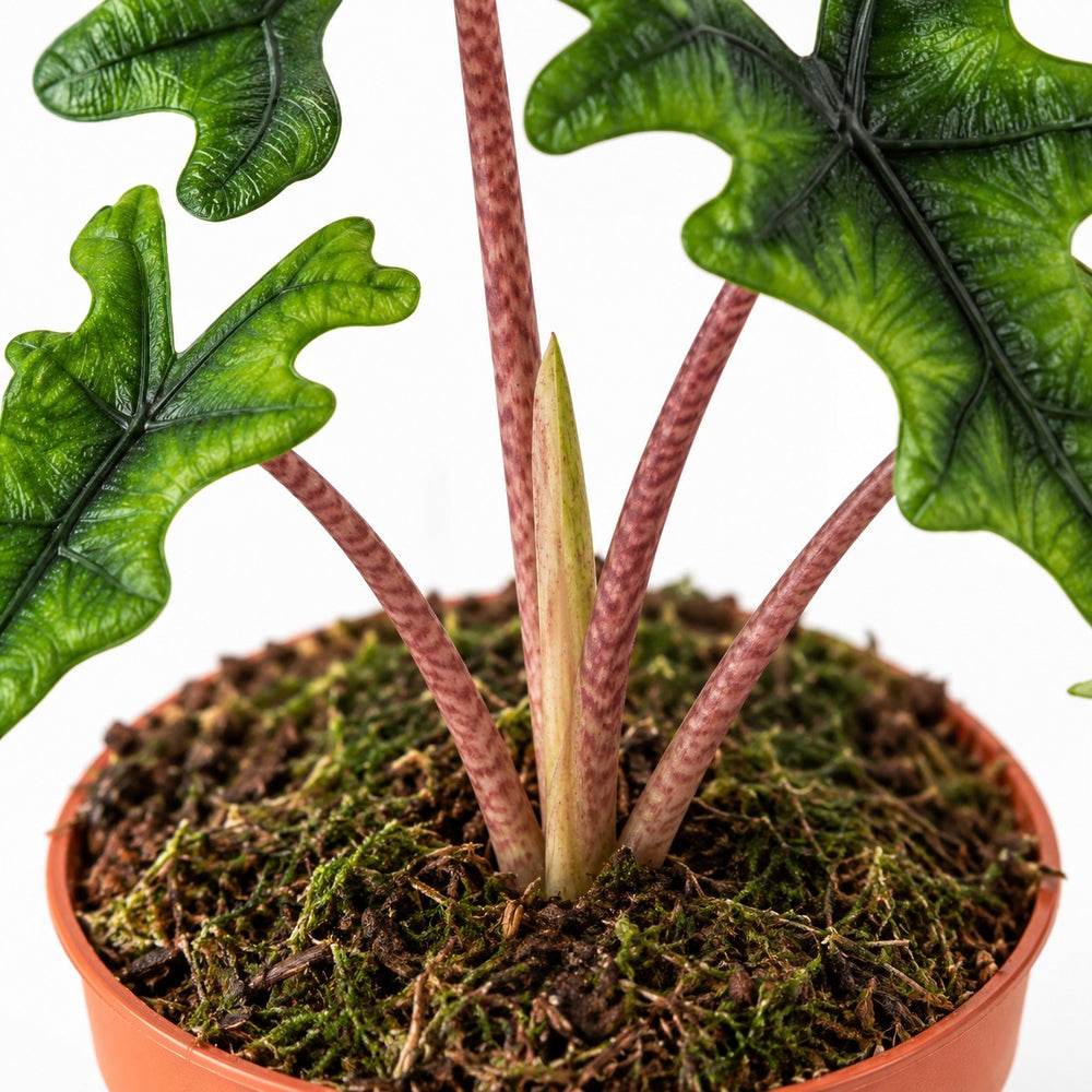 Alocasia Jacklyn, Nahaufnahme Wuchs und Triebansatz
