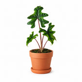 Alocasia Jacklyn - 30cm, Stylingbeispiel im Übertopf (Übertopf nicht enthalten)