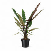 Alocasia Lauterbachiana (80cm, Ø19cm) im Kulturtopf