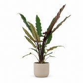 Alocasia Lauterbachiana (80cm, Ø19cm), Stylingbeispiel im Übertopf (Übertopf nicht enthalten)