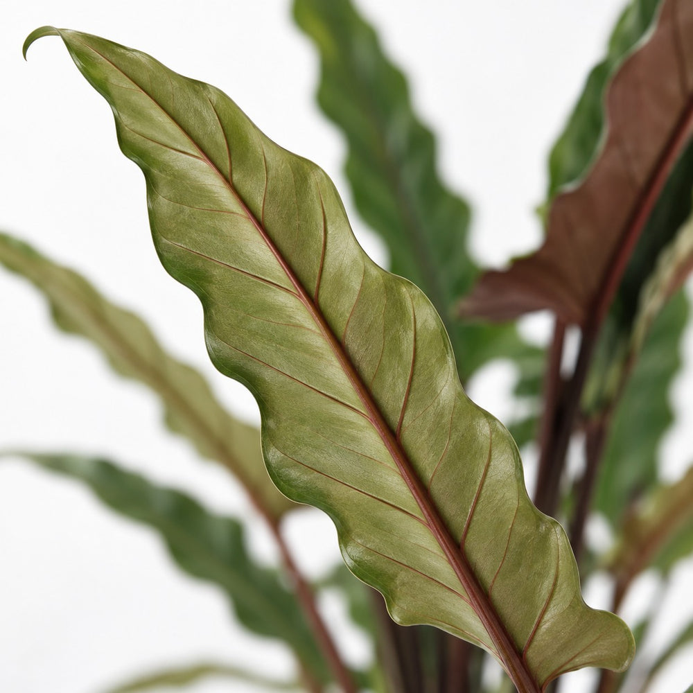 Alocasia Lauterbachiana, Nahaufnahme Blatt