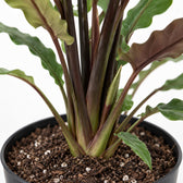 Alocasia Lauterbachiana, Nahaufnahme Wuchs und Triebansatz