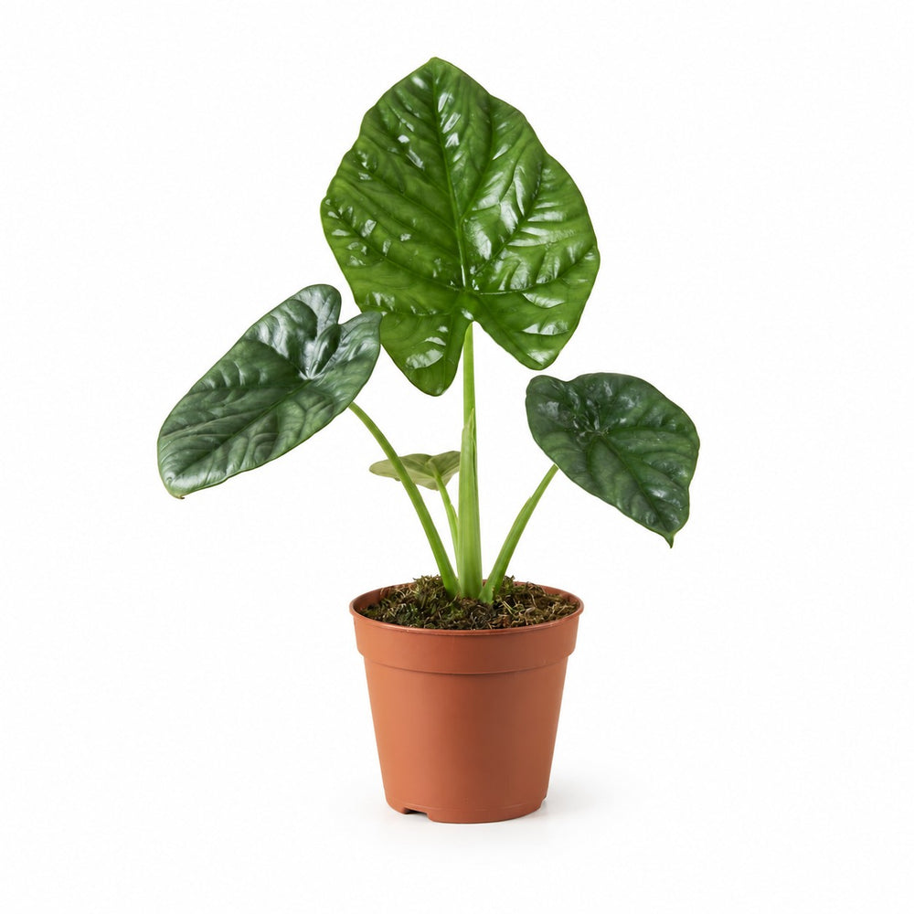 Alocasia Lukiwan - 20cm im Kulturtopf