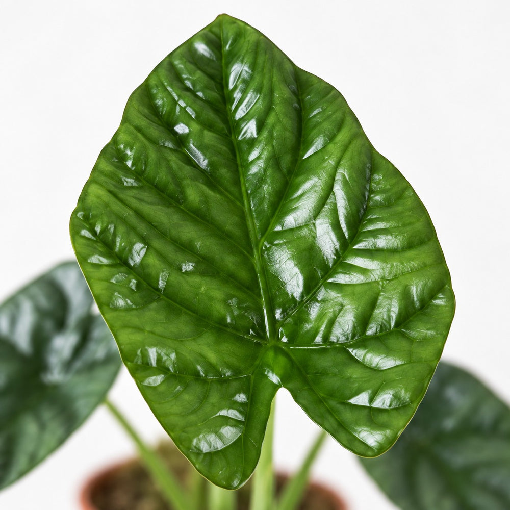 Alocasia Lukiwan, Nahaufnahme Blatt