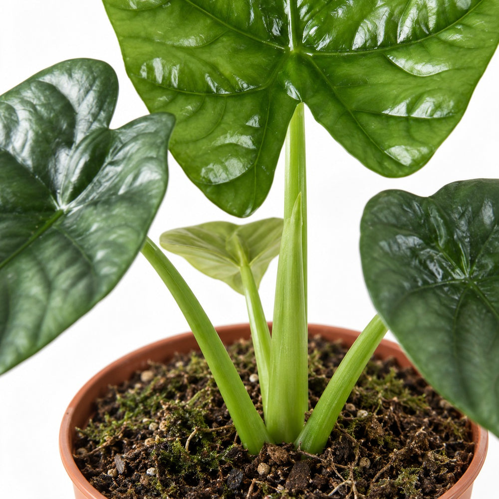 Alocasia Lukiwan, Nahaufnahme Wuchs und Triebansatz