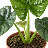 Alocasia Lukiwan, Nahaufnahme Wuchs und Triebansatz