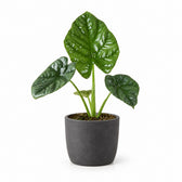 Alocasia Lukiwan - 20cm, Stylingbeispiel im Übertopf (Übertopf nicht enthalten)