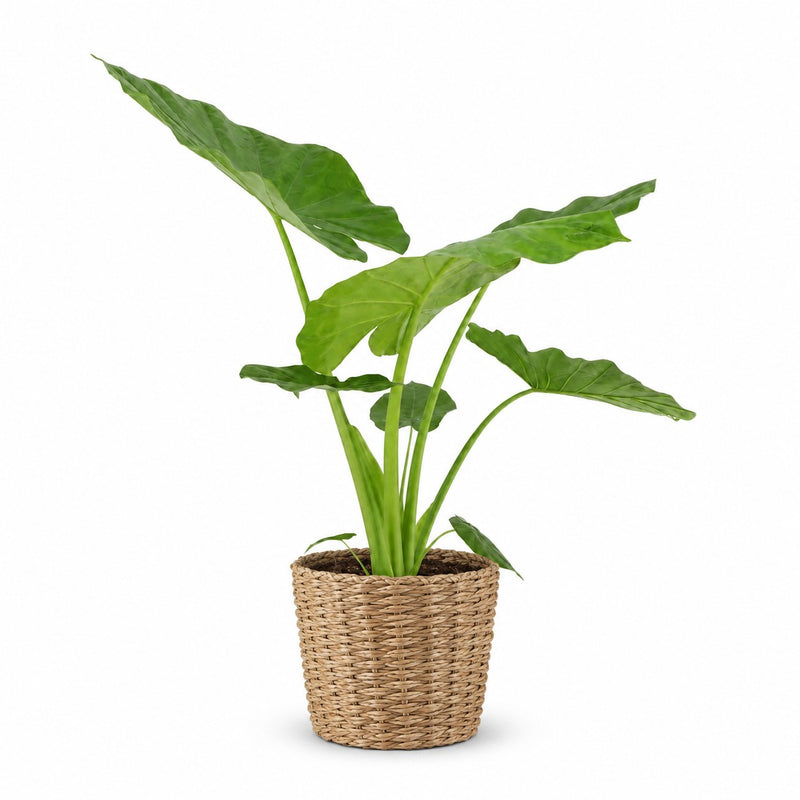 Alocasia Macrorrhiza Detail