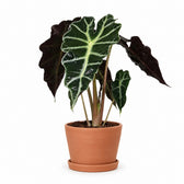 Alocasia Polly (30cm, Ø12cm), Stylingbeispiel im Übertopf (Übertopf nicht enthalten)