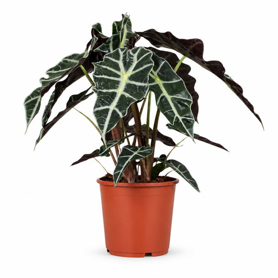 Alocasia Polly