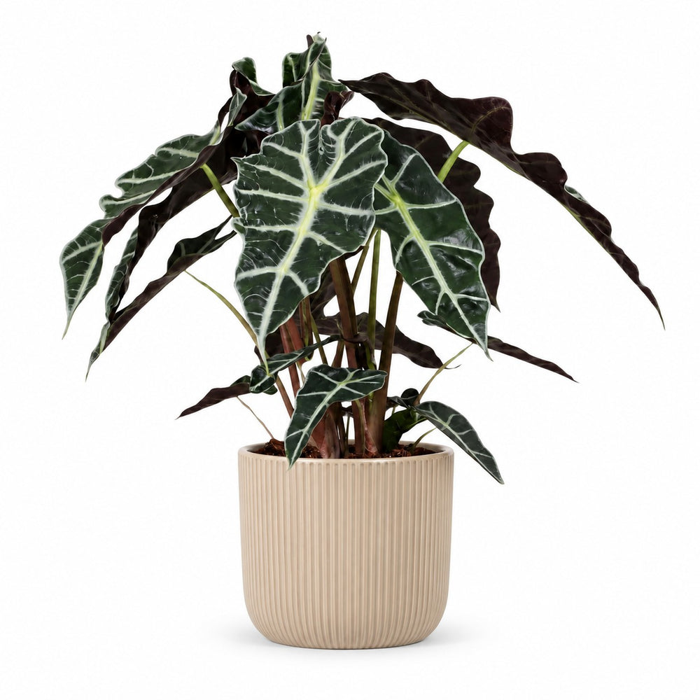 Alocasia Polly (45cm, Ø17cm), Stylingbeispiel im Übertopf (Übertopf nicht enthalten)