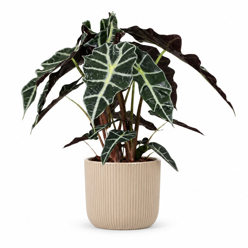 Alocasia Polly Detail