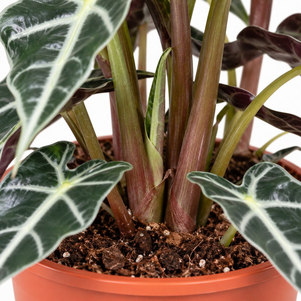 Alocasia Polly, Nahaufnahme Wuchs und Triebansatz