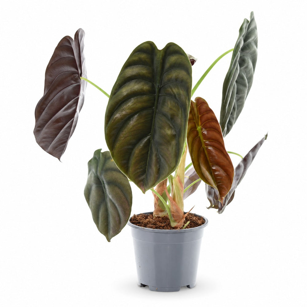 Alocasia Red Secret (35cm, Ø14cm) im Kulturtopf