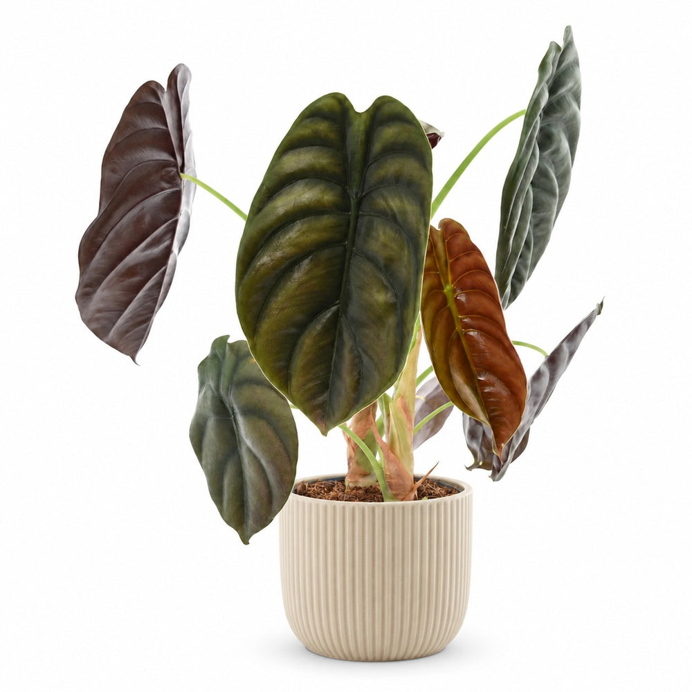 Alocasia Red Secret (35cm, Ø14cm), Stylingbeispiel im Übertopf (Übertopf nicht enthalten)