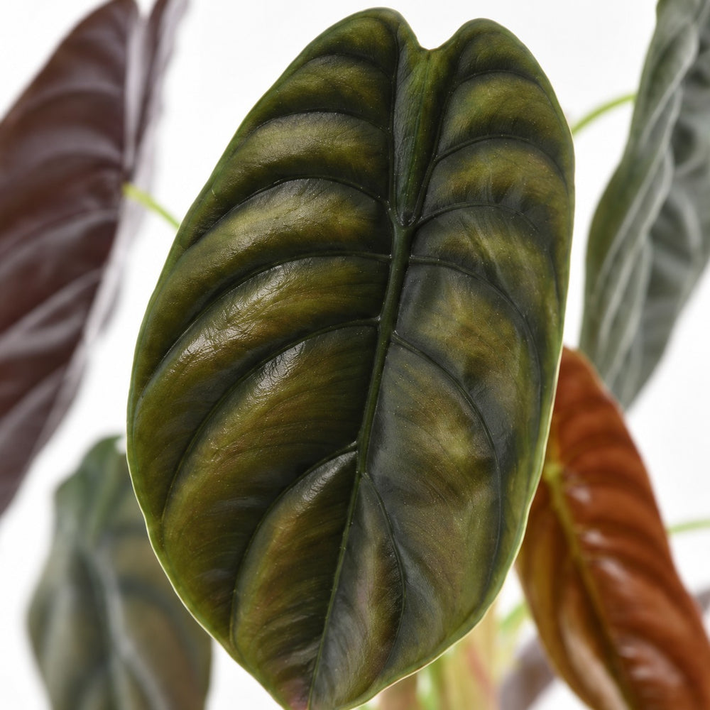 Alocasia Red Secret, Nahaufnahme Blatt