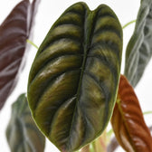 Alocasia Red Secret, Nahaufnahme Blatt