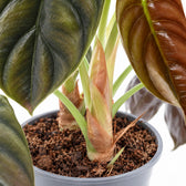 Alocasia Red Secret, Nahaufnahme Wuchs und Triebansatz