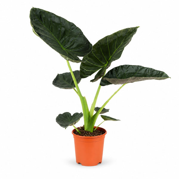 Alocasia Regal Shield (90cm, Ø21cm) im Kulturtopf