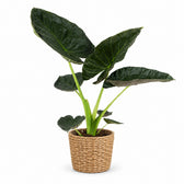 Alocasia Regal Shield (90cm, Ø21cm), Stylingbeispiel im Übertopf (Übertopf nicht enthalten)