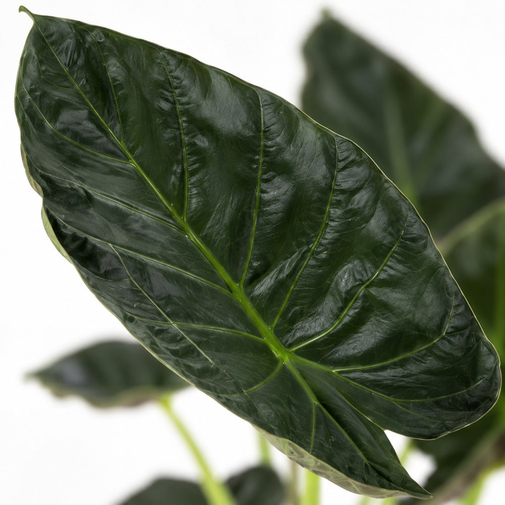 Alocasia Regal Shield, Nahaufnahme Blatt