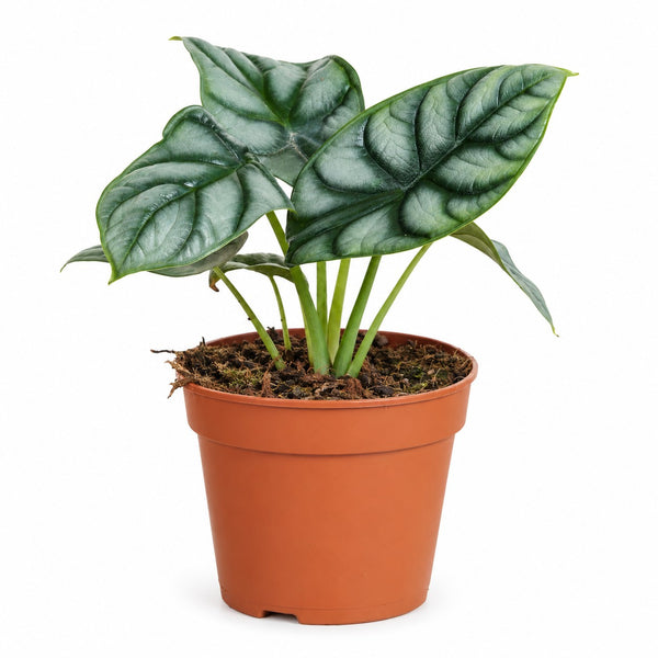 Alocasia Silver Dragon (25cm, Ø12cm) im Kulturtopf