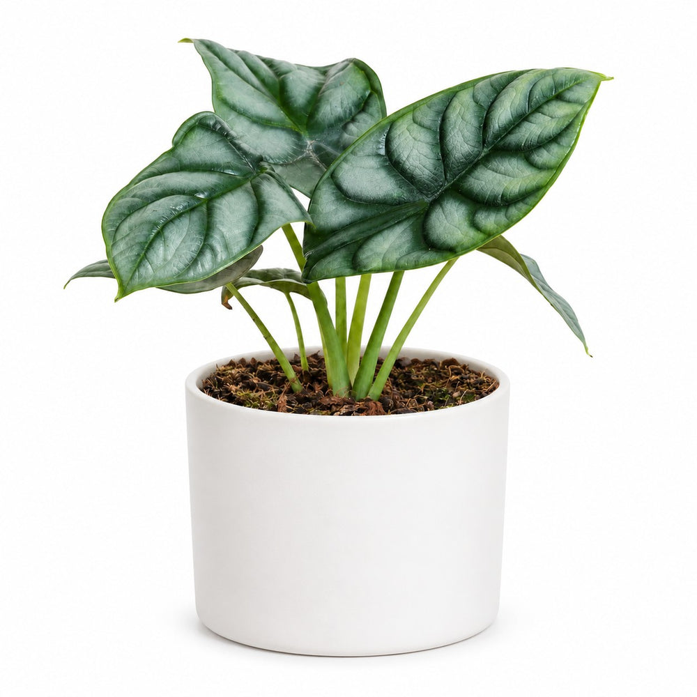 Alocasia Silver Dragon (25cm, Ø12cm), Stylingbeispiel im Übertopf (Übertopf nicht enthalten)