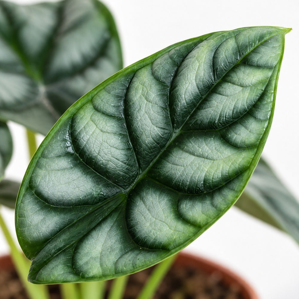Alocasia Silver Dragon, Nahaufnahme Blatt