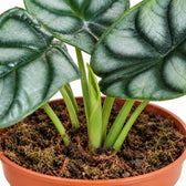 Alocasia Silver Dragon, Nahaufnahme Wuchs und Triebansatz