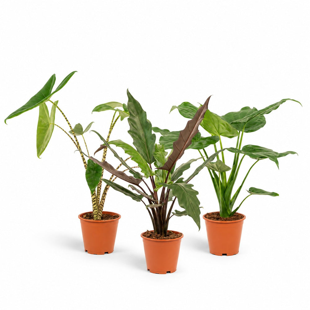 Alocasia-Trio Zebrina, Cucullata & Lauterbachiana - 60-75cm im Kulturtopf
