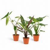 Alocasia-Trio Zebrina, Cucullata & Lauterbachiana - 60-75cm im Kulturtopf