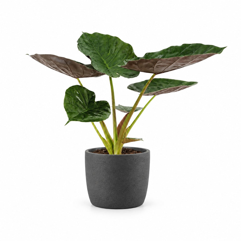 Alocasia Wentii (70cm, Ø19cm), Stylingbeispiel im Übertopf (Übertopf nicht enthalten)
