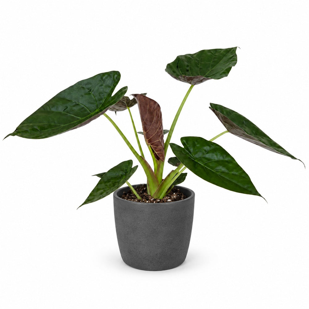 Alocasia Wentii (85cm, Ø19cm), Stylingbeispiel im Übertopf (Übertopf nicht enthalten)